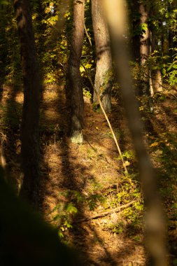 Letonya 'nın güzel güneşli sonbahar manzarası. Kuzey Avrupa 'nın mevsimlik manzarası.