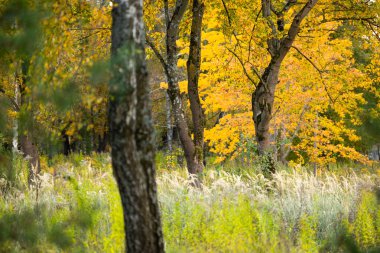 Letonya 'nın güzel güneşli sonbahar manzarası. Kuzey Avrupa 'nın mevsimlik manzarası.