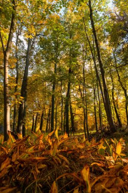 Letonya 'nın güzel güneşli sonbahar manzarası. Kuzey Avrupa 'nın mevsimlik manzarası.