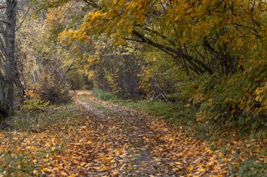 Letonya 'nın orta kesimindeki ormanda bulutlu bir sonbahar günü. Kuzey Avrupa 'nın mevsimlik manzarası.