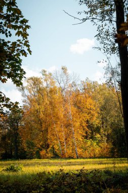 Letonya 'da altın renkli huş ağaçları olan güzel bir sonbahar manzarası. Kuzey Avrupa 'nın mevsimlik manzarası.