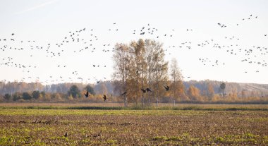 Güzel bir göçmen kaz sürüsü Letonya 'da sonbahar günü gökyüzünde uçuyor. Kuzey Avrupa 'nın mevsimlik manzarası.