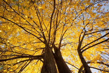 Güneşli bir sonbahar gününde, güzel sarı ıhlamur ağacı Letonya 'nın mevsimsel manzarasındaki parkta büyüyor..