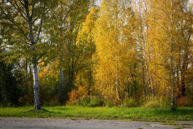Güneşli bir sonbahar günü manzara altın renkli ağaçlar ve Letonya 'da küçük bir yol. Kuzey Avrupa 'nın mevsimlik manzarası.