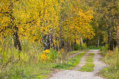 Beautiful sunny autumn day landscape fith gold colored trees and a small road in Latvia. Seasonal scenery of Northern Europe.