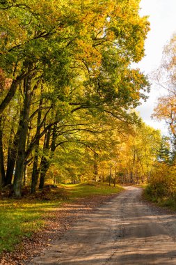 Güneşli bir sonbahar günü manzara altın renkli ağaçlar ve Letonya 'da küçük bir yol. Kuzey Avrupa 'nın mevsimlik manzarası.