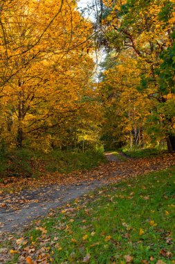 Güneşli bir sonbahar günü manzara altın renkli ağaçlar ve Letonya 'da küçük bir yol. Kuzey Avrupa 'nın mevsimlik manzarası.