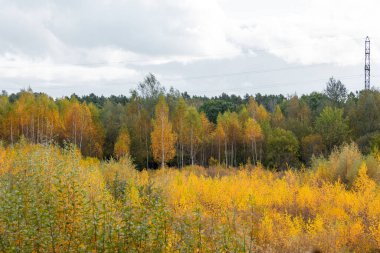 Letonya 'da ağaçları olan güzel bir sonbahar manzarası. Kuzey Avrupa 'nın mevsimlik manzarası.