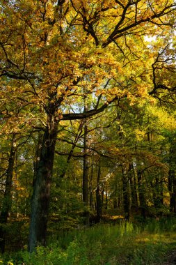 Letonya 'da ağaçları olan güzel bir sonbahar manzarası. Kuzey Avrupa 'nın mevsimlik manzarası.