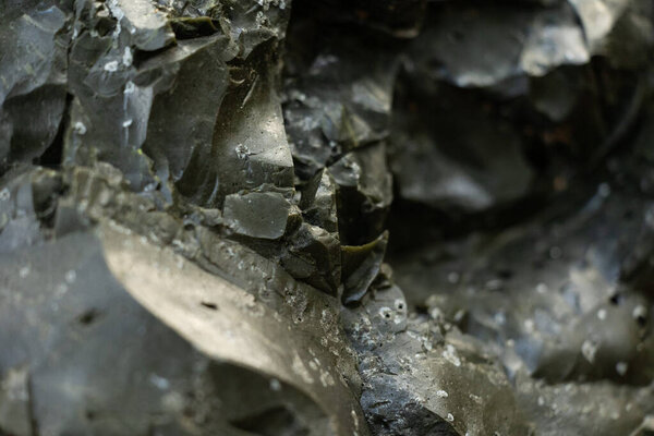 Солнечный осенний день в деградировавшем лесном массиве Латвии. Сезонные пейзажи Северной Европы.