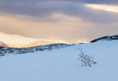 Kuzeydeki fiyortların üstündeki dağlarda yetişen güzel küçük ağaçlar. Kuzey Kutup Günü boyunca Norveç kış manzarası. Kış mevsiminde İskandinavya 'da Kuzey Kutbu doğası.