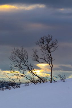 Kuzeydeki fiyortların üstündeki dağlarda yetişen güzel küçük ağaçlar. Kuzey Kutup Günü boyunca Norveç kış manzarası. Kış mevsiminde İskandinavya 'da Kuzey Kutbu doğası.