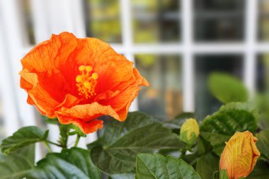 Çin Hibiscus Hibiscus Rosa Sinensis Bitkileri 