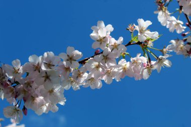 prunus spinosa cherry blossom