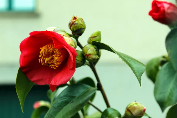 Japanese Camellia Red Flowwer — Stock Photo, Image