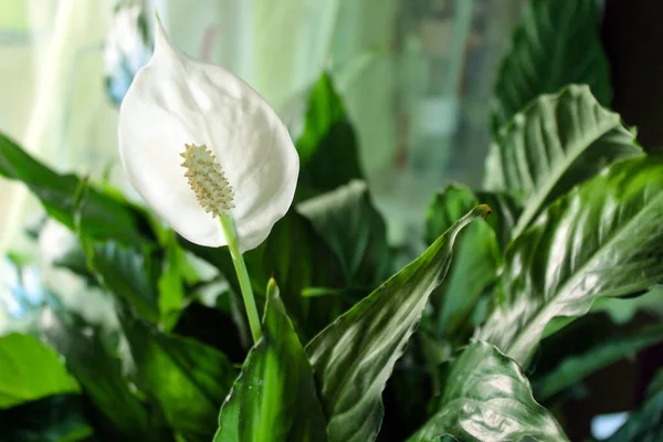 Peace Lily Spathiphyllum White Flower — Stock Photo, Image
