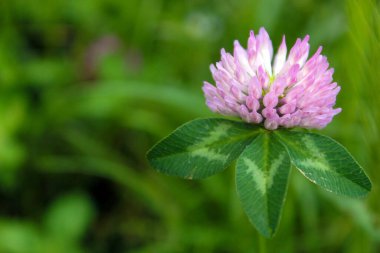 Yonca çiçeği çimlerin üzerinde