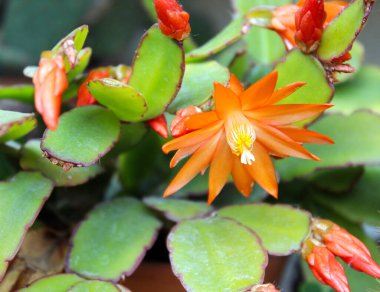 Hatiora gaertneri or Rhipsalidopsis gaertneri, species of epiphytic cactus clipart