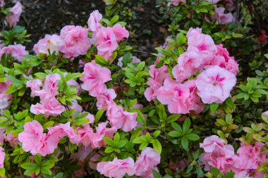 Hilda Niblett Azalea yumuşak pembe çiçeklerle