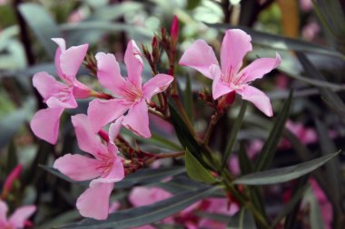 Bahçedeki Neryum zakkum çiçeği.