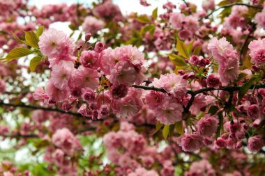 Sekiyama ya da Prunus 'Kanzan' çift çiçekle dolu.
