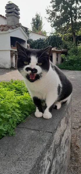 怒ってかわいい猫の肖像 — ストック写真