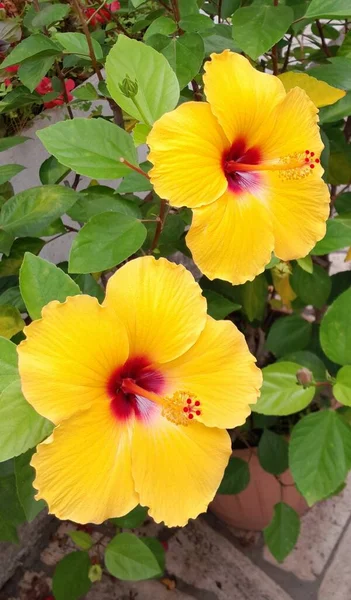 Fechar Flores Amarelas Hibisco — Fotografia de Stock