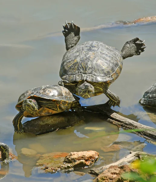Lustige Schildkröten Posieren Der Sonne Teich — Stockfoto