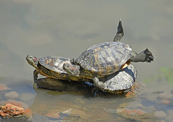 Exotiska Vattensköldpaddor Vilar Solen Träsket — Stockfoto