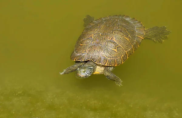 Gölette Yüzen Egzotik Kaplumbağası — Stok fotoğraf