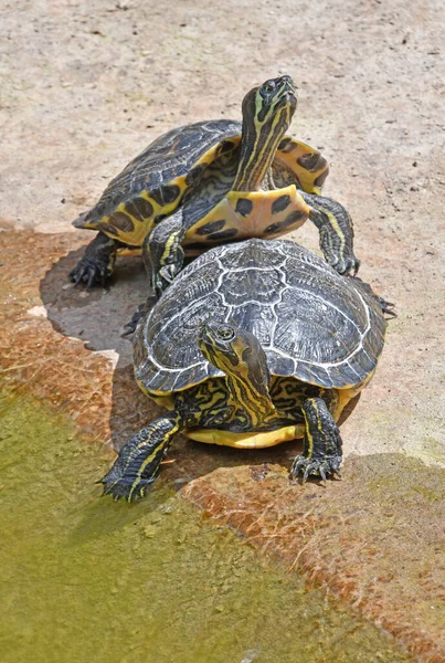 Vattensköldpaddor Par Vilar Solen Nära Vattnet — Stockfoto