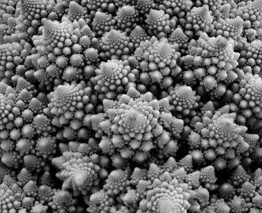 Closeup of cauliflower background texture pattern