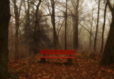 Bir sonbahar ormanının ortasında kırmızı ahşap bir bank duruyor sisin içinde, çıplak çalılar ve ağaçlar, yere düşen yapraklar, sonbahar, Almanya