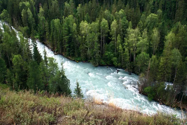 Dağ nehri Kucherla. Etrafı ağaçlarla çevrili. Fırtınalı bir nehir, güçlü bir su akıntısı, etrafımızda büyüyen bir orman, yukarıdan görünen dağlar, yüksek dağlarda nehir var.