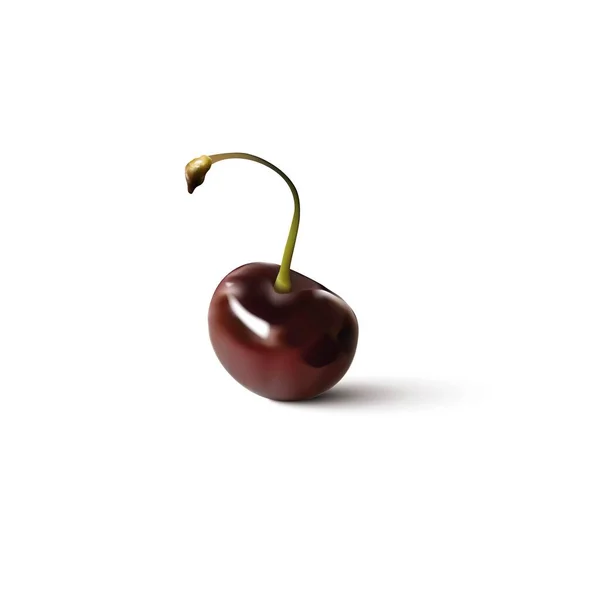 Cherry Vektorové Ilustrace Realistické Třešně Červené Bobule — Stockový vektor