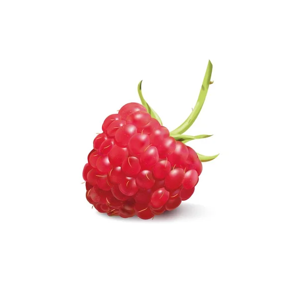 Raspberry Realistic Vector Illustration Red Berry Summer Berry — Stock Vector