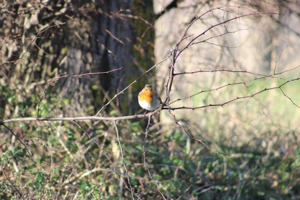 Robin Pássaro Inverno Muito Bonito Chamado Assim Por Causa Seu — Fotografia de Stock