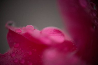 Viewed macro, the beauty of these photos lies in the fact that they bring to light what the human eye usually does not see