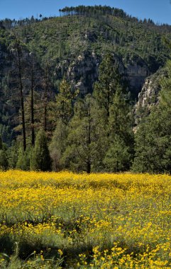Sarı yabani çiçeklerle dolu bir dağ çayırının üzerinde mavi gökyüzü