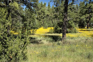 Ormanın açık bir bölgesinde sarı dağ çiçekleri.