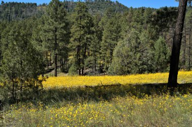 Sarı yabani çiçeklerle dolu bir dağ çayırının üzerinde mavi gökyüzü