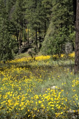 Dağılmış sarı dağ çiçekleri yükselen çam ağaçları arasında