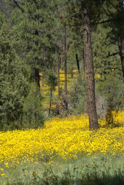 Dağ Çamı Ağaçları etrafını sarmış sarı kır çiçekleriyle