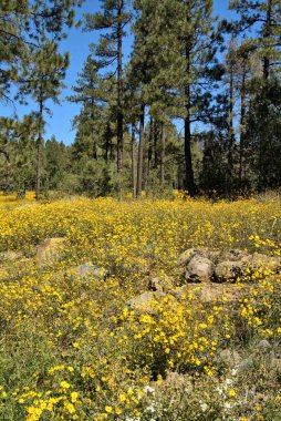 Yükselen çam ağaçları, sarı kır çiçeklerinin dağ çayırlarını yutar.