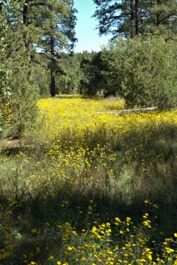 Sarı yabani çiçekler Dağ ormanlarında gözlerinizi açar