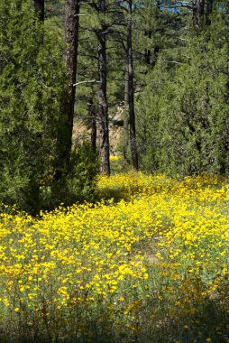 Sarı Dağ Çiçekleri Dağ Ormanı boyunca kıvrılıyor