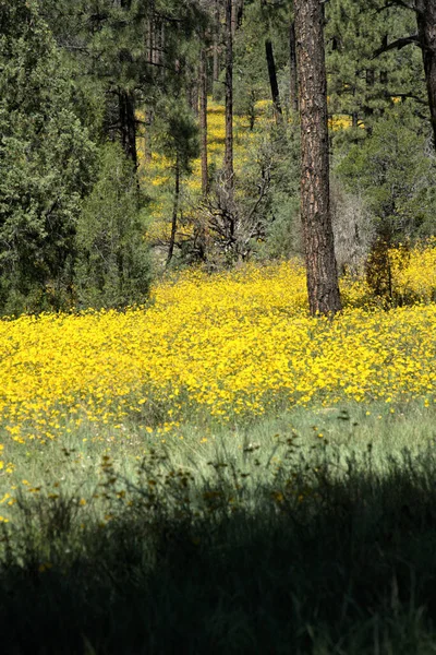 Dağ Çamı Ağaçları etrafını sarmış sarı kır çiçekleriyle