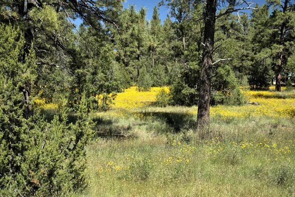 Ormanın açık bir bölgesinde sarı dağ çiçekleri.