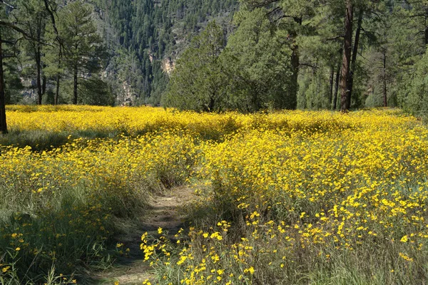 Sarı Dağ Çiçekleri ön planda yeşil çam ağaçları arka planda