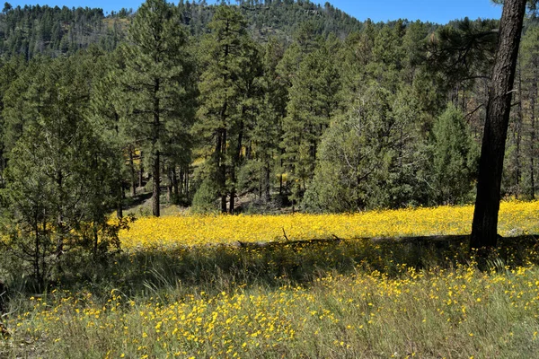 Sarı yabani çiçeklerle dolu bir dağ çayırının üzerinde mavi gökyüzü